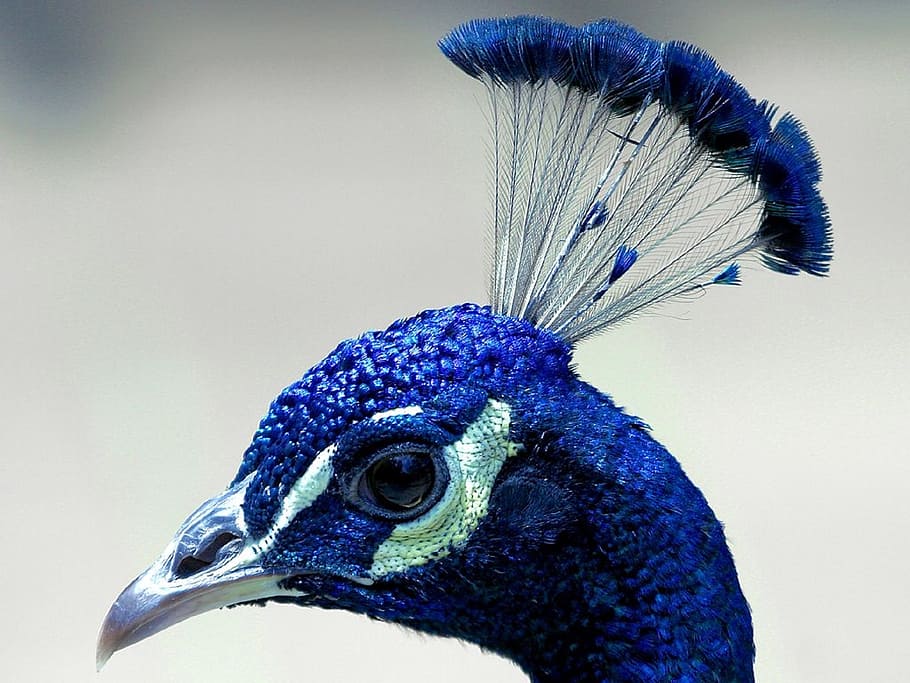photo of blue bird, peacock, head, profile, plume, beak, male