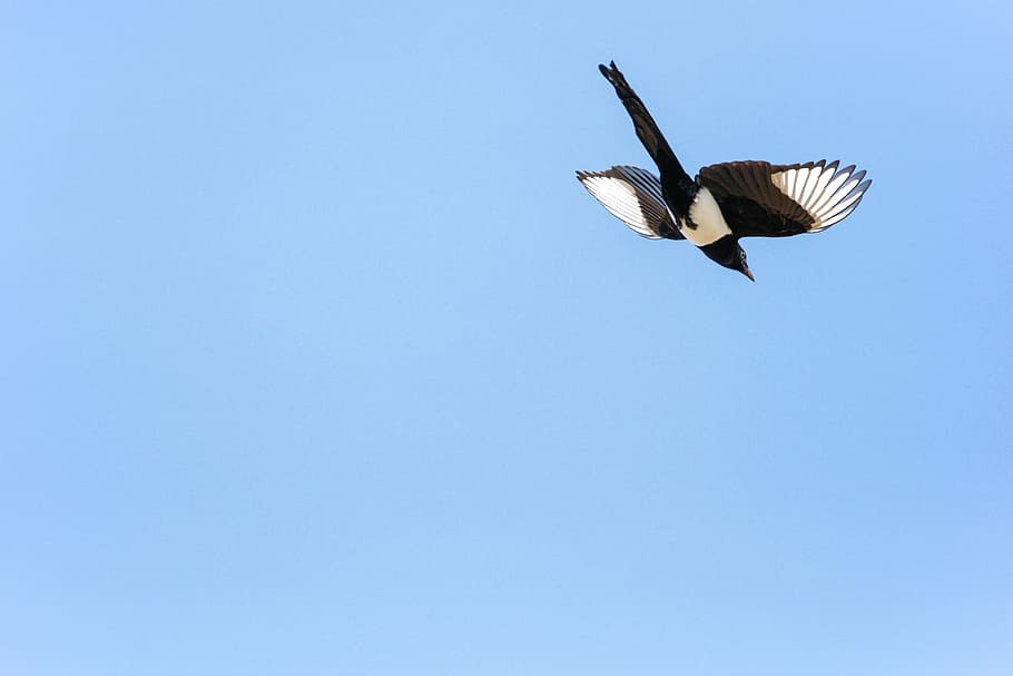 photo of black and white flying bird, low angle photography of black-billed magpie HD wallpaper