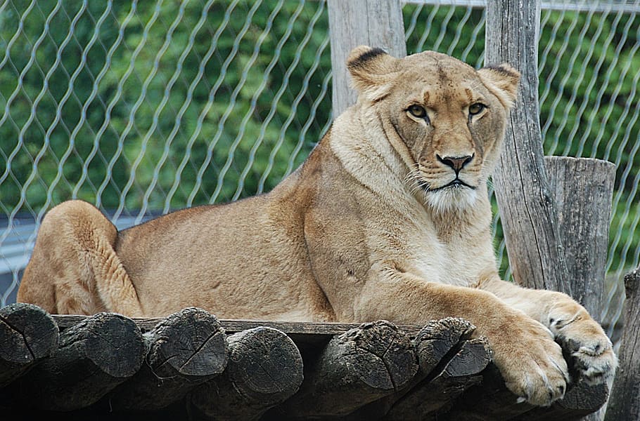 female lion, enclosure, lying, cat, wildlife photography, animals in the wild HD wallpaper