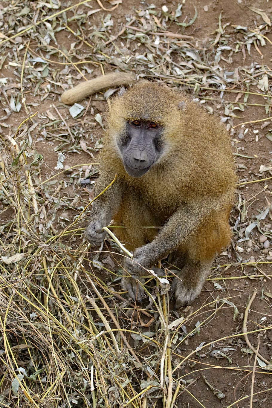 baboon, ape, monkey, wildlife, animal, africa, nature, primate HD wallpaper