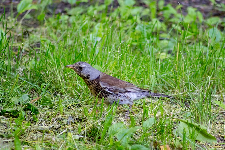 a fieldfare, thrush, bird, summer, grass, animal, one animal HD wallpaper