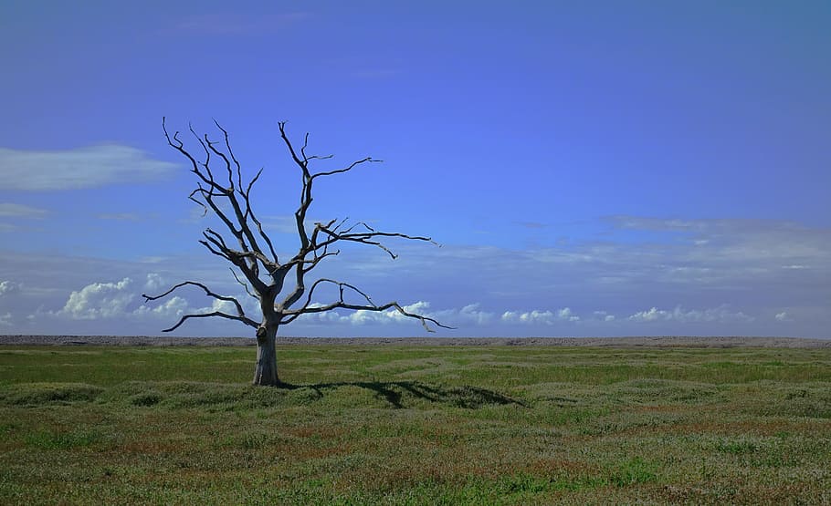 bare tree surrounded by green grasses, dead, alone, death, lonely