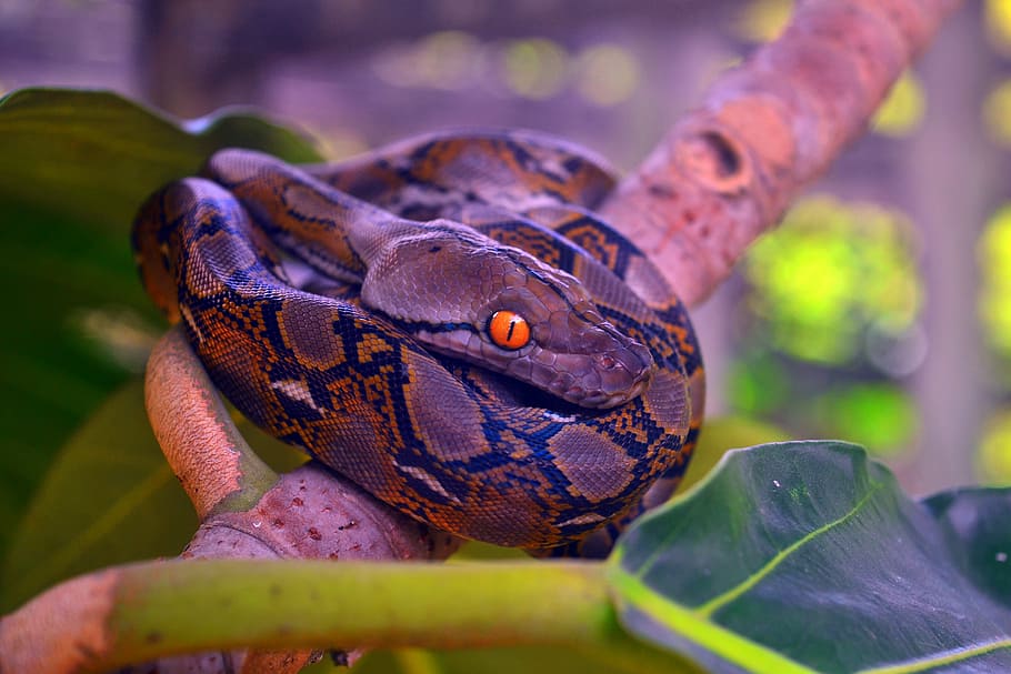 eyes, wide, open, animal themes, animal wildlife, one animal HD wallpaper