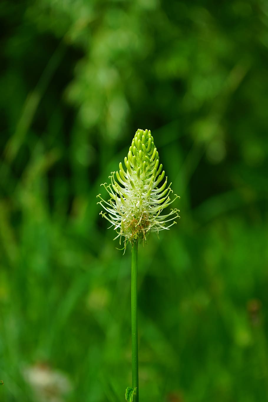 phyteuma spicatum, flower, blossom, bloom, white, devil's claw