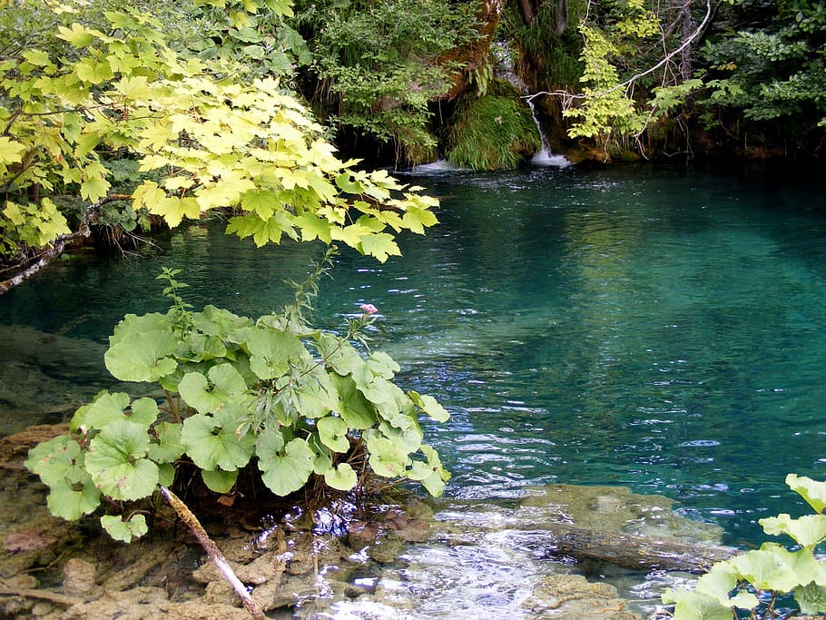 Lake, Plants, blue, nature, water, tree, river, outdoors, pond HD wallpaper
