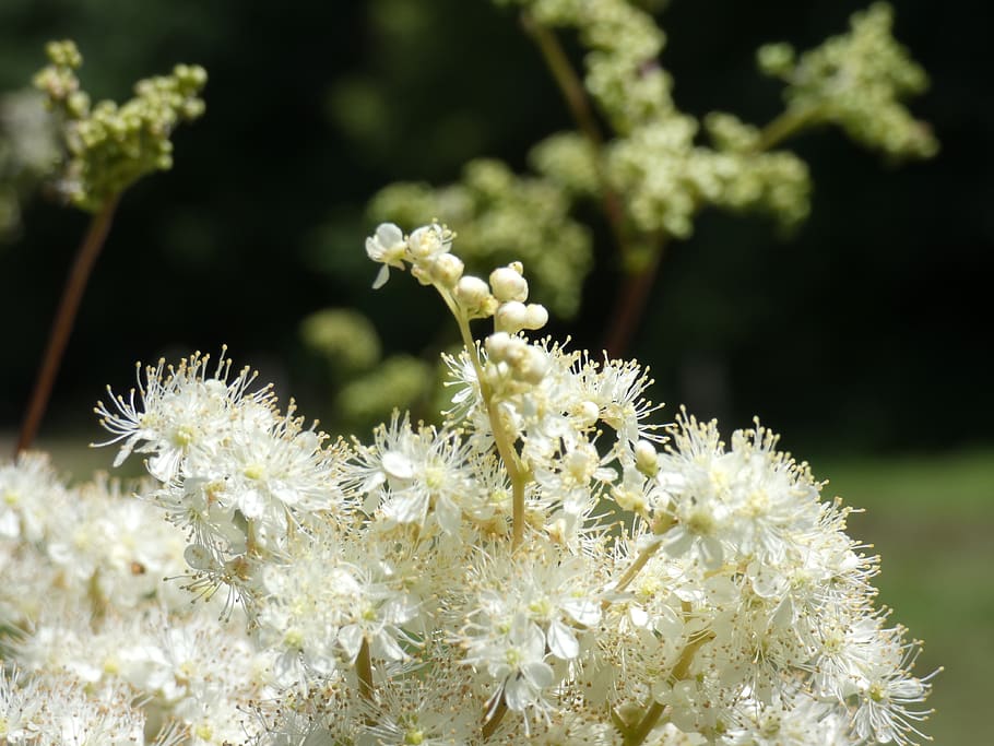 Meadowsweet 1080P, 2K, 4K, 5K HD wallpapers free download | Wallpaper Flare