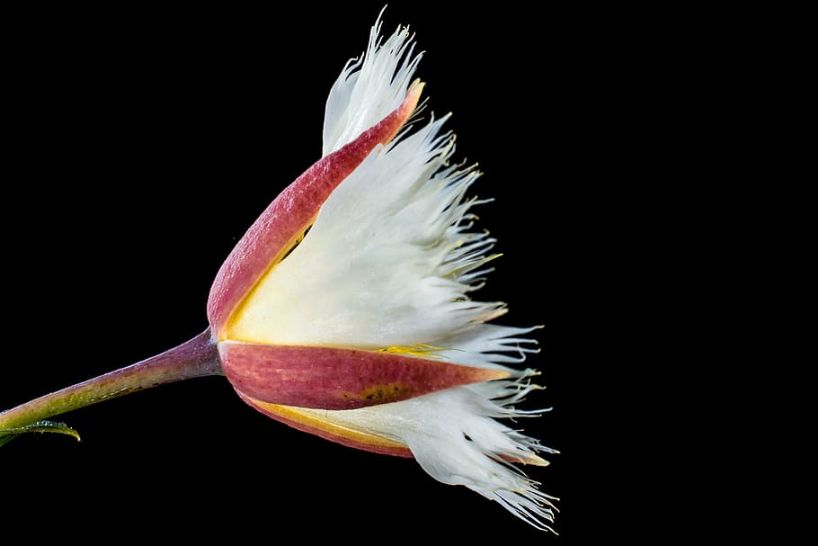 blossom, bloom, white, flowering twig, nature, red, close-up HD wallpaper