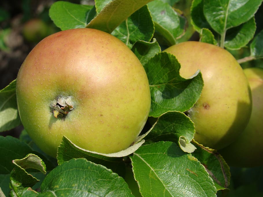 Apple, Fruit, Green, Tree, Garden, food and drink, healthy eating HD wallpaper