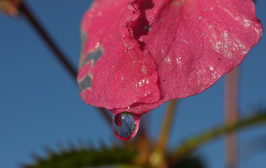 blossom, bloom, pink, drip, flower, water, liquid, color, plant HD wallpaper