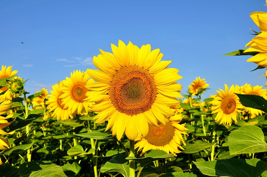 sunflowers with green leaves, yellow flower, summer, plants HD wallpaper