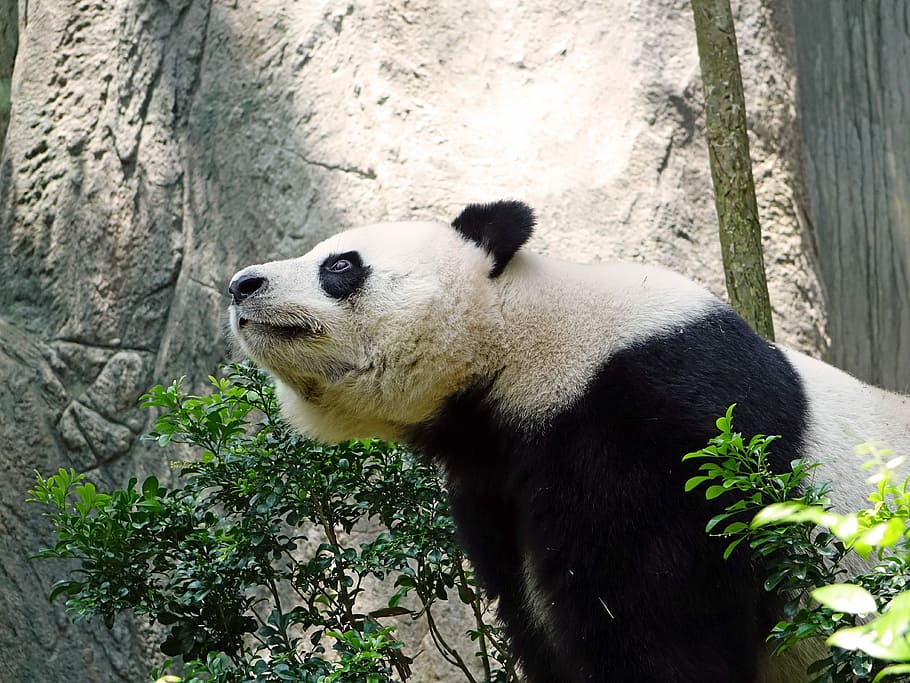 Panda, Endangered, Rare, Protected, bamboo, national treasure HD wallpaper