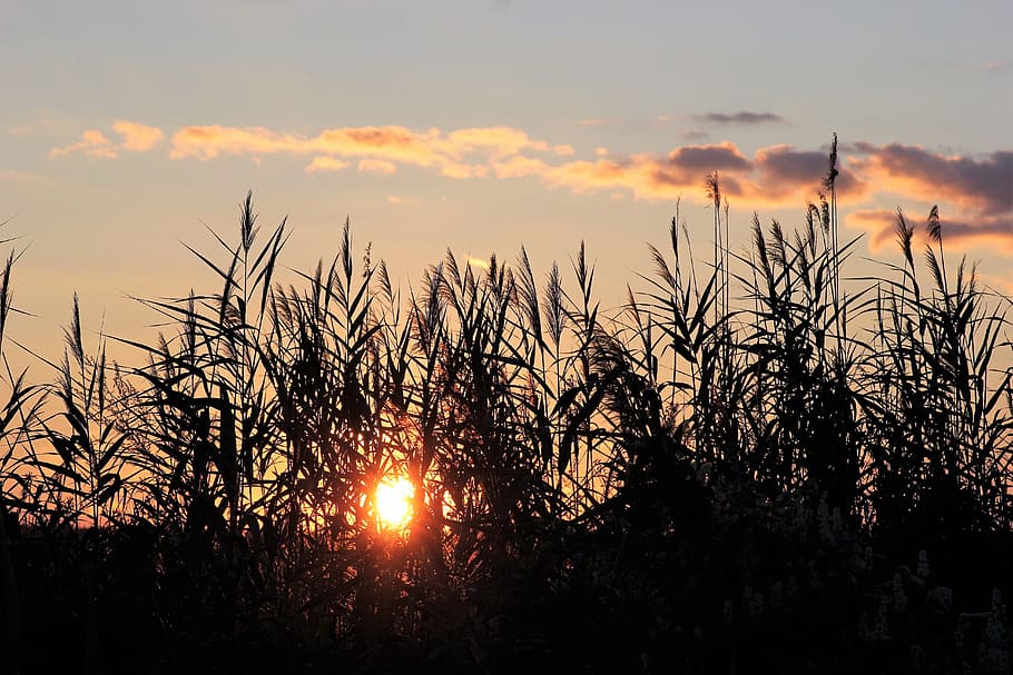 cane, evening, sunset, outdoor, rural, nature, summer, sky HD wallpaper