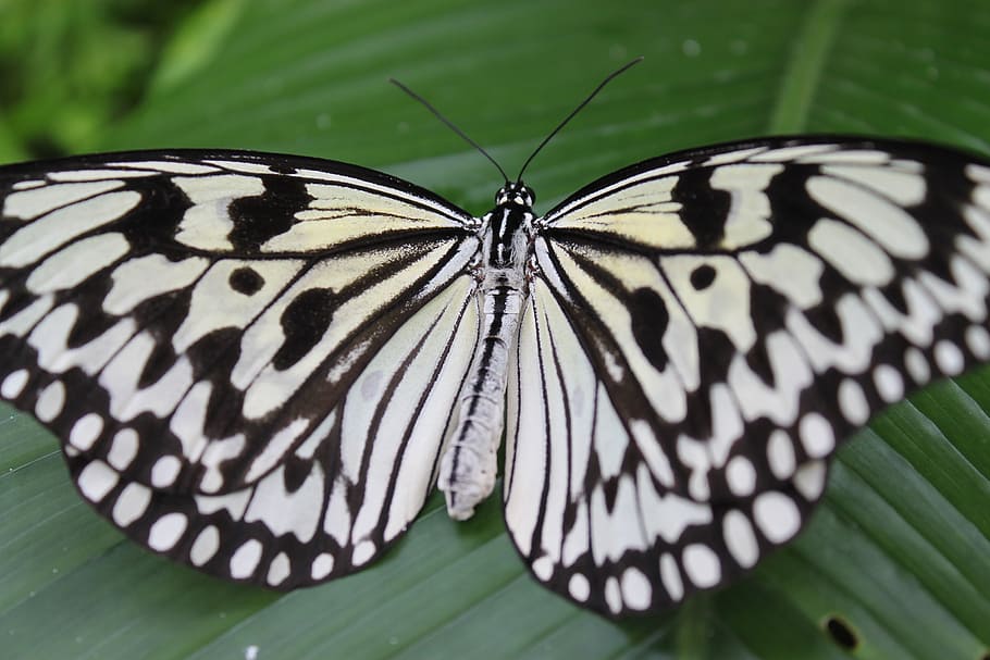 butterfly, white, black, spot, insect, wings, leaf, delicate HD wallpaper