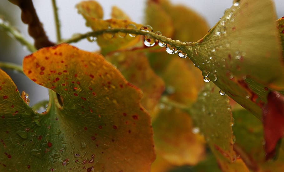 water drops, drip, fall, leaves, rain, liquid, environment HD wallpaper