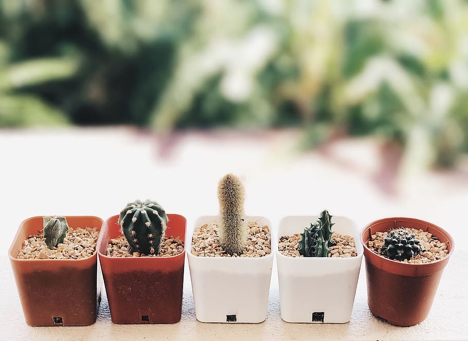 tree, plant, cactus, mo, focus on foreground, food and drink HD wallpaper