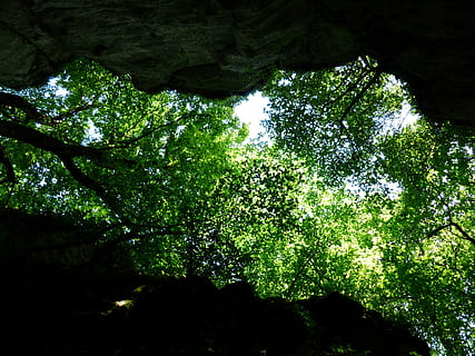 Canopy, Trees, Foliage, Upward, green, rock, cleft rock, sheep mountain HD wallpaper