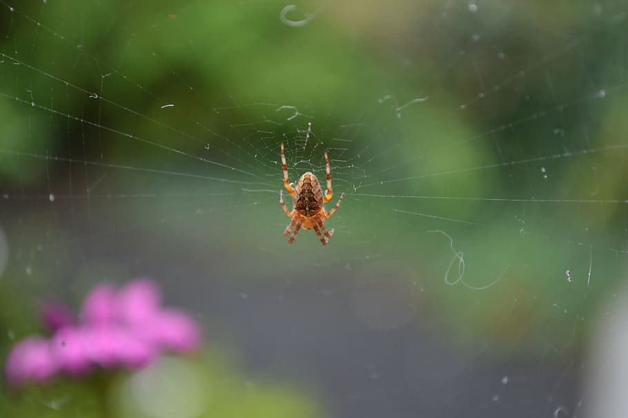 garden spider, spin, web, cobweb, rag, web spiders, animal HD wallpaper