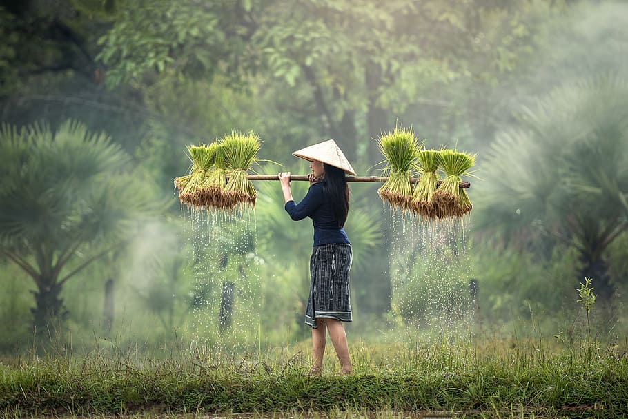photo of woman carrying rice plants, for pets, golf, growth, harvest