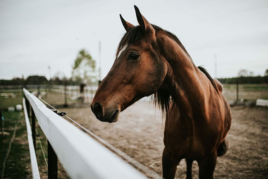 Portrait of a horse, animal, brown, farm, outdoors, stallion, HD wallpaper