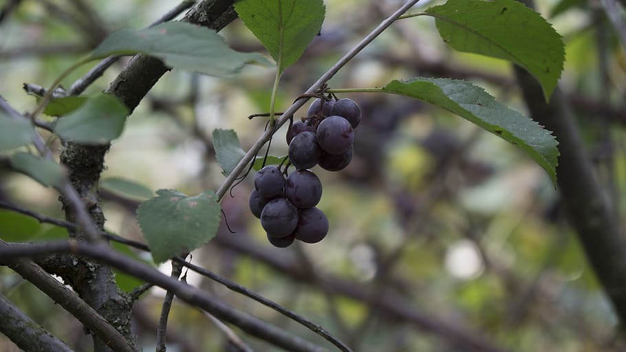 grape, quincy, black grape, cluster grape, fruit, food, healthy eating HD wallpaper