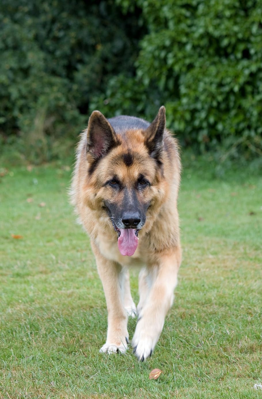 dog, german shepherd, alsatian, animal, pet, guard dog, walking, HD wallpaper