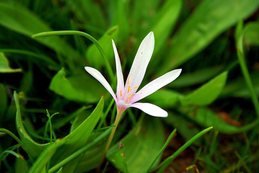 crocus, geofit, flower, plant, beauty in nature, freshness HD wallpaper