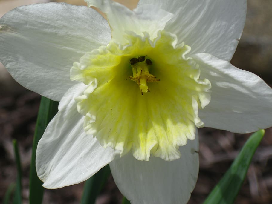 daffodil, daffodils, spring flowers, yellow, yellow flower HD wallpaper