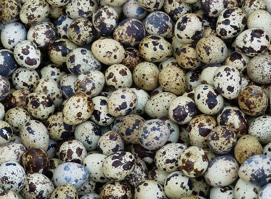 photo of quail eggs, market, food, farmers local market, oval
