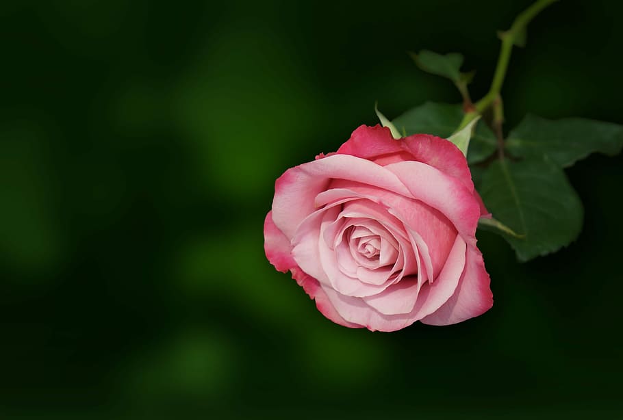 selective focus photography of pink rose, roses, flower, flowering plant HD wallpaper