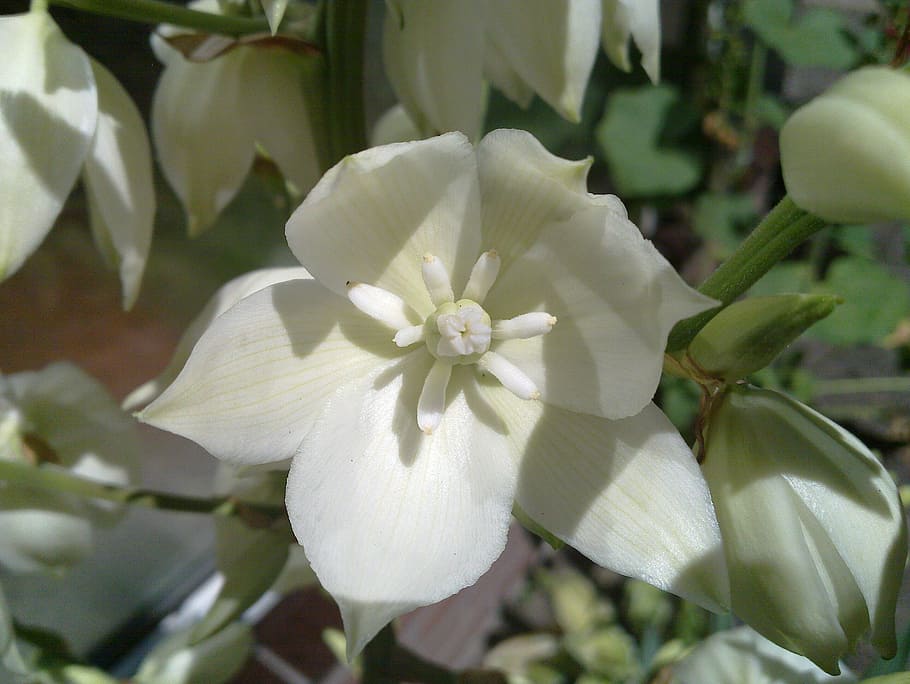 white, flowers, agave, bloom, white flowers, flowering plant HD wallpaper