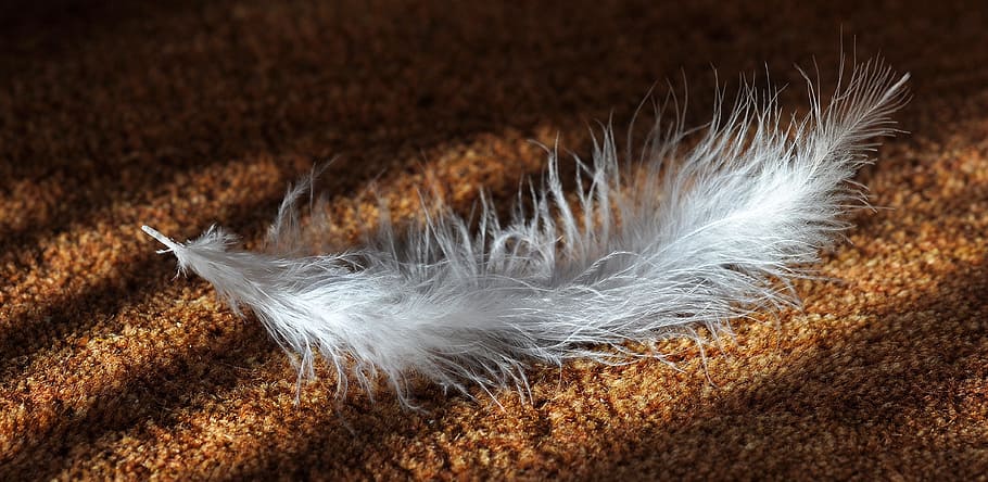 white feather on brown textile, slightly, airy, tender, fluffy HD wallpaper