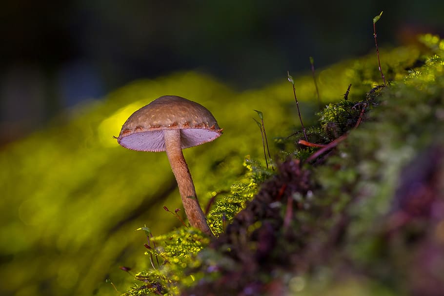 mushroom, mini mushroom, sponge, small mushroom, moss, forest mushroom, HD wallpaper