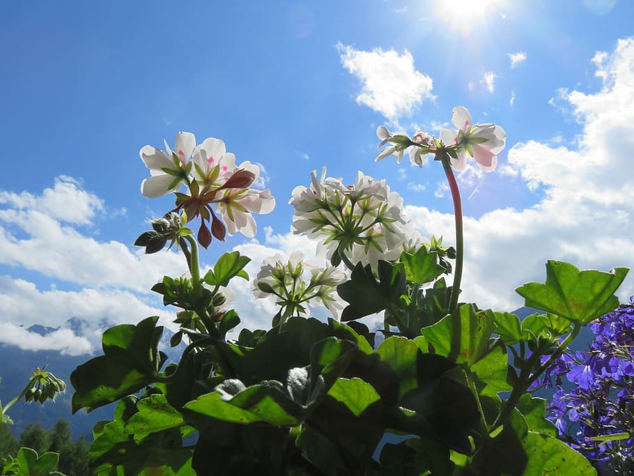 Geranium, Plant, Nature, Cloud, sky, leaves, summer, flower HD wallpaper