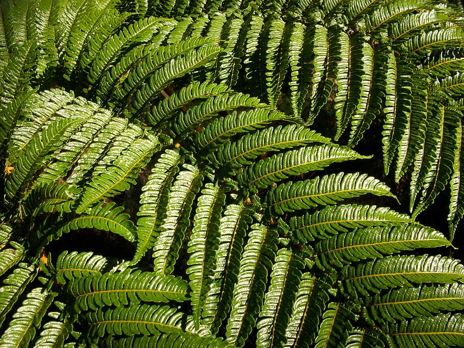 green, fern, vegetation, nature, plant, growth, green color HD wallpaper