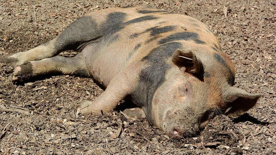 Pig, Sleep, Peace, Rest, Farm Animals, animals in the wild HD wallpaper