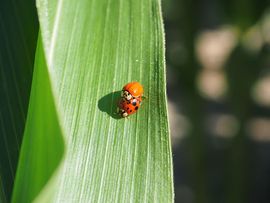 Ladybug, Pairing, Beetle, Corn, Leaf, corn leaf, detail, leaf veins HD wallpaper