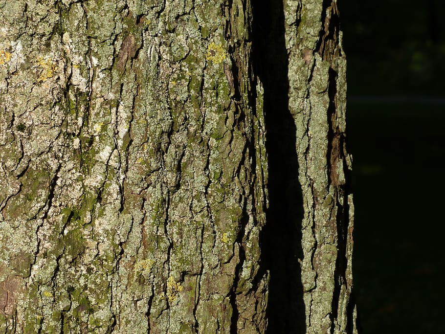 Tree Bark, Chestnut Tree, tribe, log, tree trunk, nature, pine tree HD wallpaper