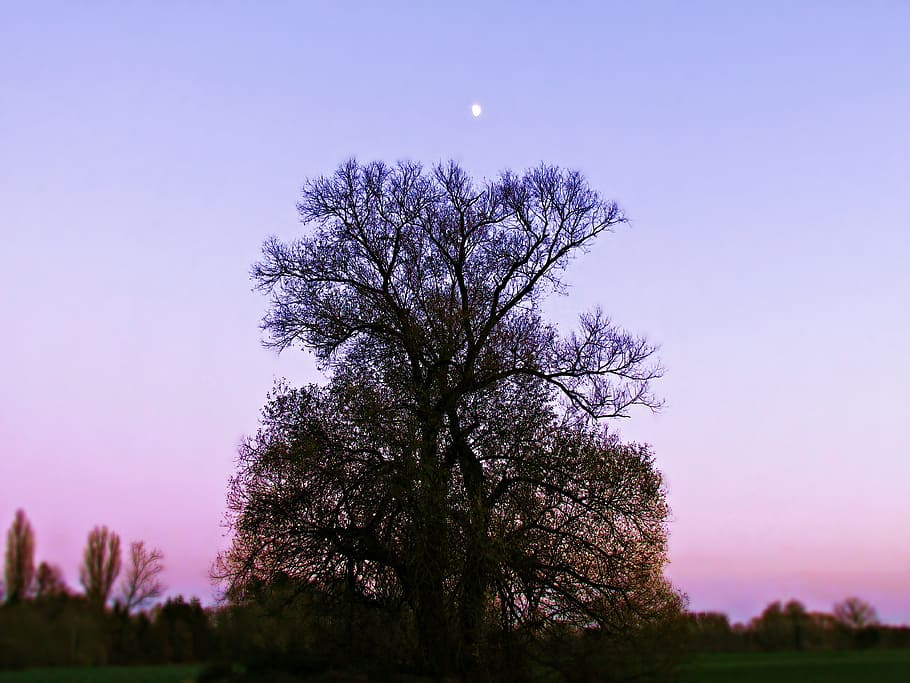 tree, lonely, colors, evening, landscape, lone tree, twilight HD wallpaper