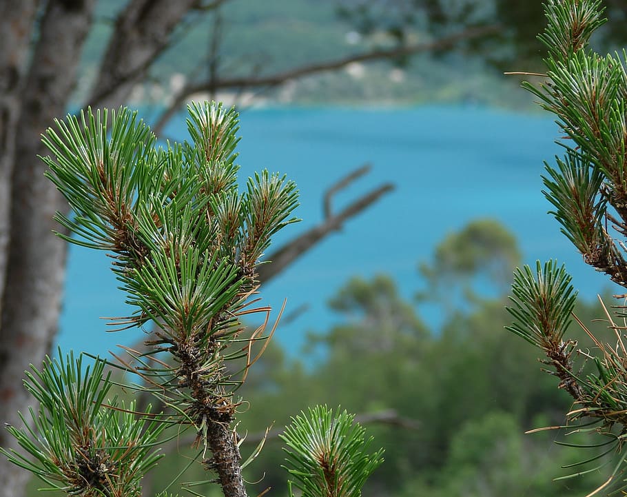 pine, provence, lake, points, plant, growth, nature, tree, green color HD wallpaper