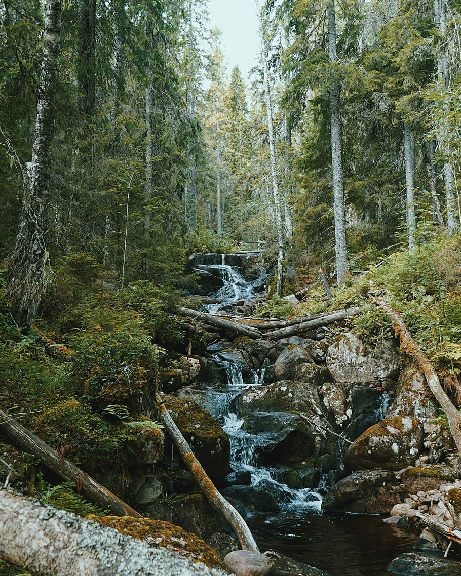 river flowing with rocks surrounded by trees, time-lapse photography of river surrounded by green trees at daytime HD wallpaper