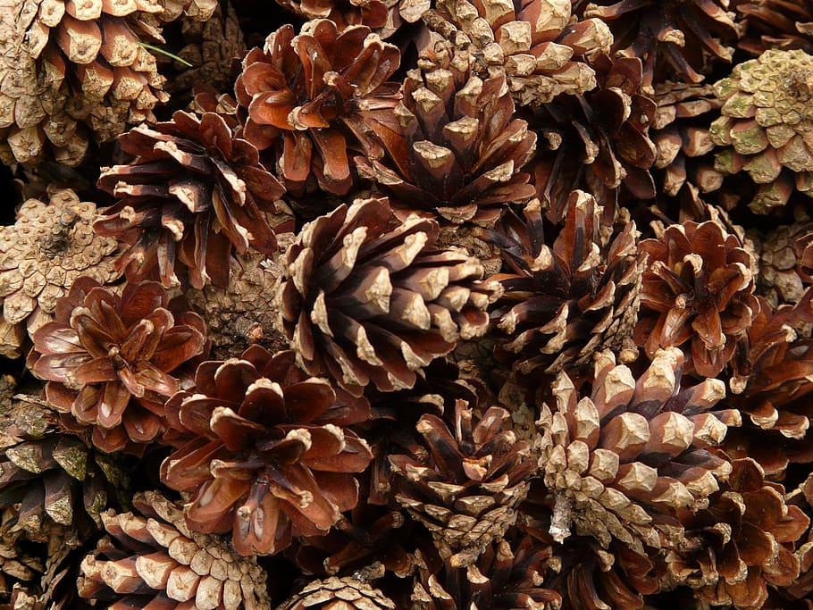 brown pine cone lot, pine cones, wood, tree, macro, close, full frame HD wallpaper