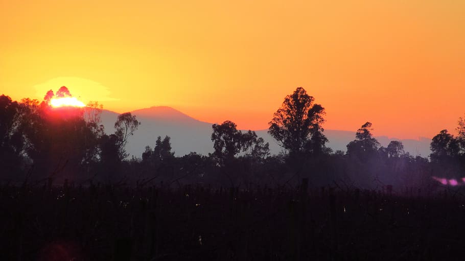 sunset, landscape, nature, field, tree, sky, beauty in nature HD wallpaper
