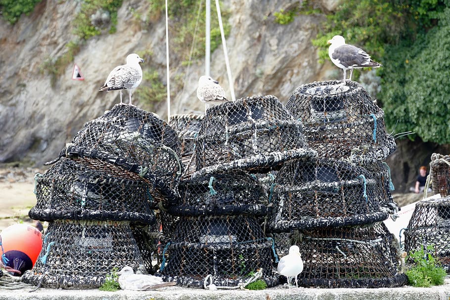 fishing, nets, crabs, crabbing, water, catch, sea, float, nature HD wallpaper