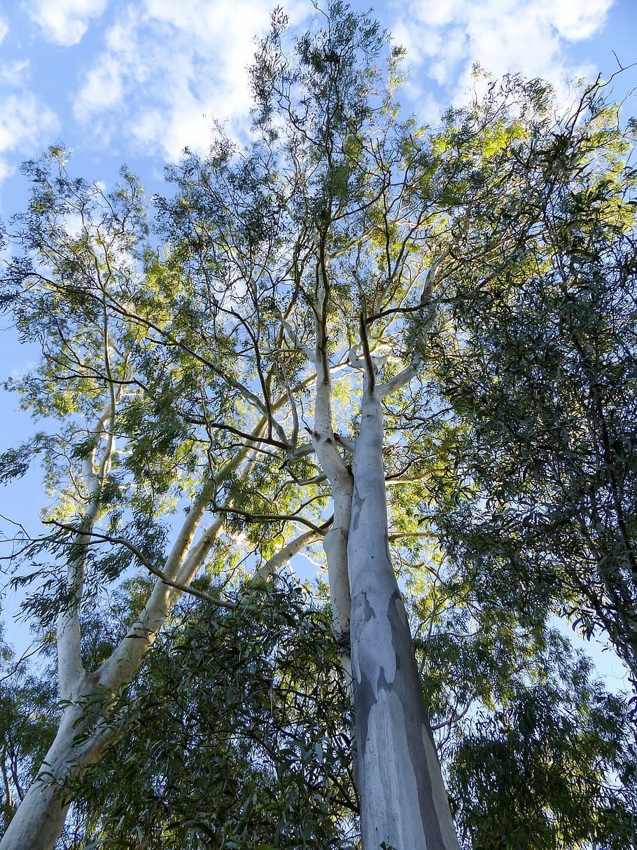 eucalyptus, tree, nature, australia, forest, outdoors, travel, HD wallpaper