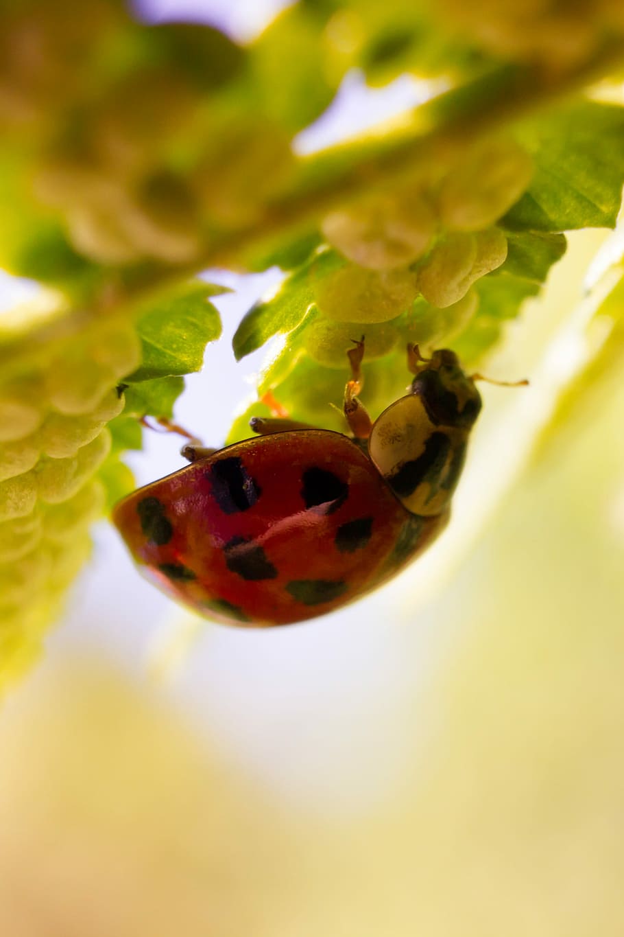 Ladybug, Nature, Macro, red, insect, animal themes, animals in the wild HD wallpaper