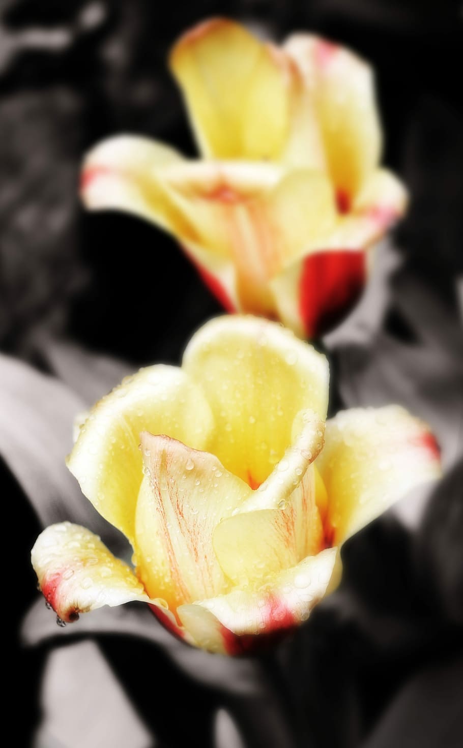 Spring, Flower, rose, rain, green, nature, food and drink, fruit HD wallpaper