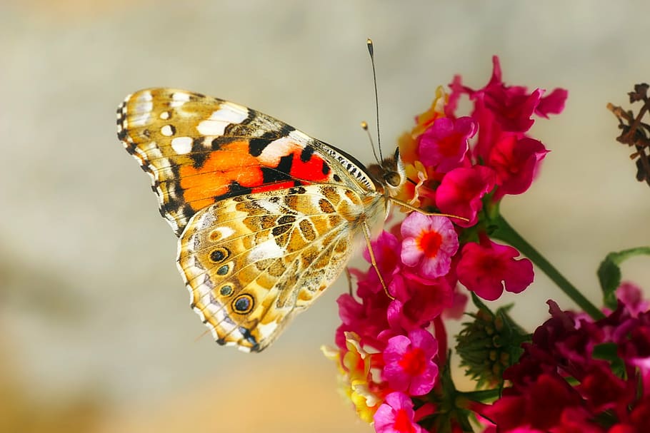 painted lady butterfly perched on pink petaled flower in selective focus photography, HD wallpaper