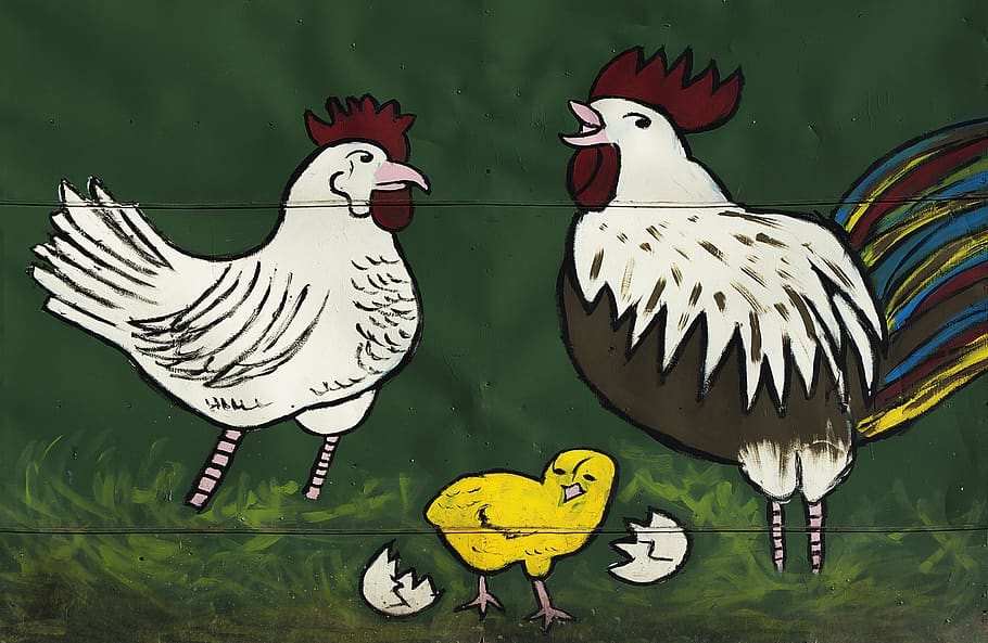 hahn, chicken, graphic, painting, advertising, chicken run, HD wallpaper