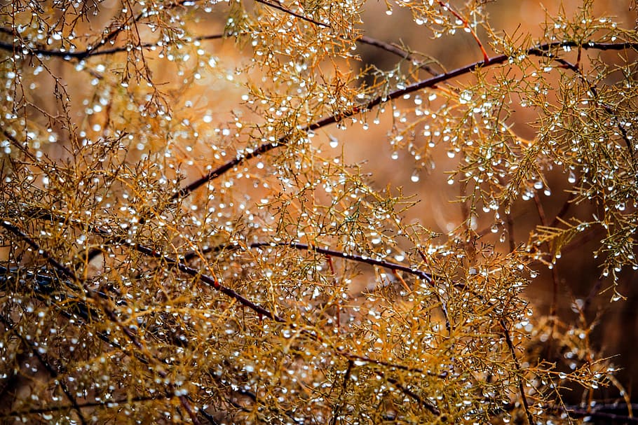 closeup of dew drops on leaves and tree branches, nature, fall HD wallpaper