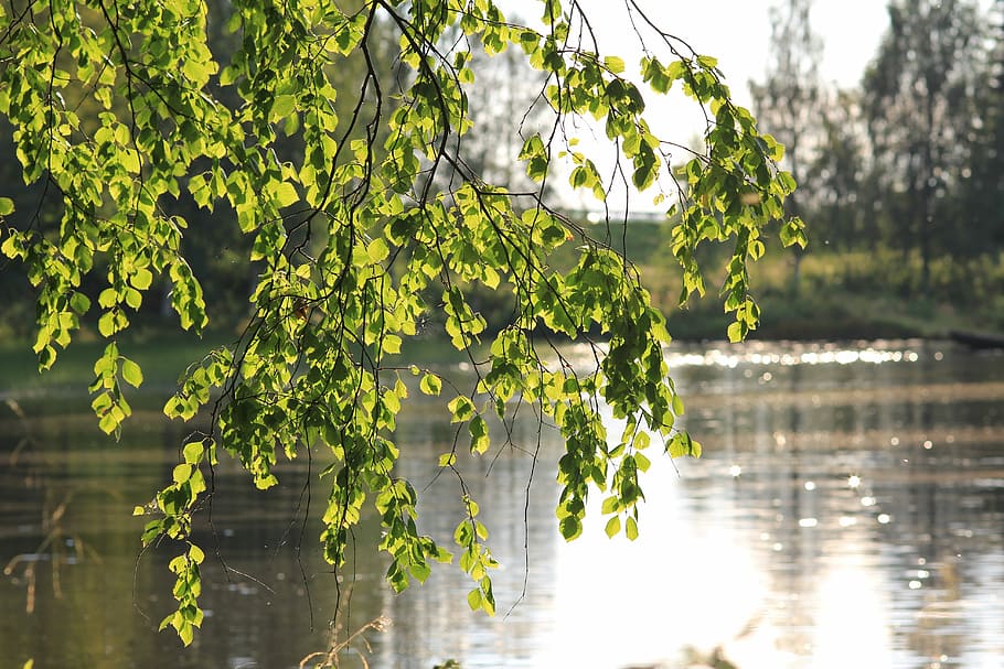 birch, tree, forest, nature, wood, spring, summer, green, leaf HD wallpaper